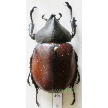 Mitracephala humboldti Thomson, 1859 37mm Peru49e